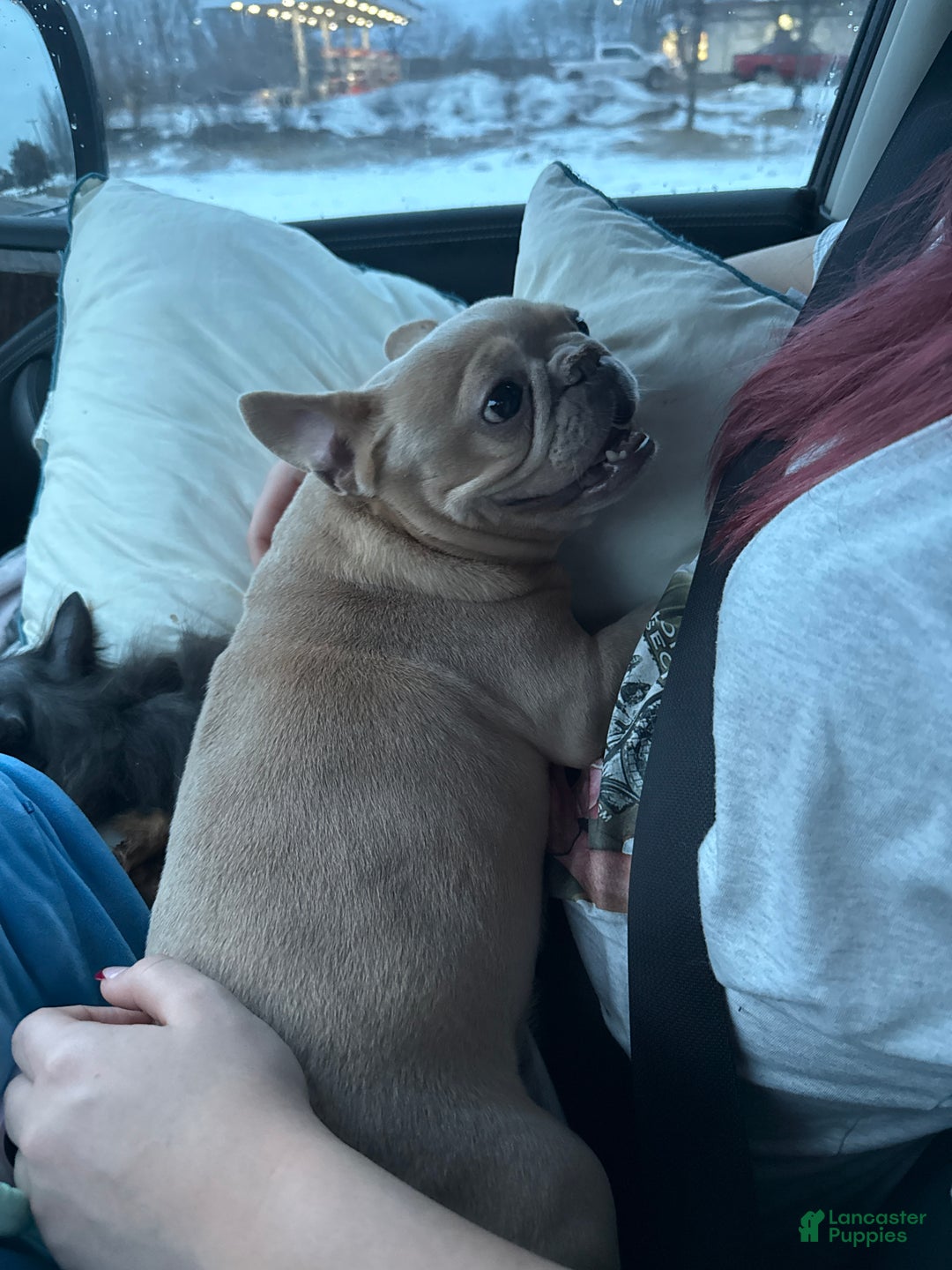 French Bulldog dogs for sale: French Bulldog Puppy 1 - Ad 10