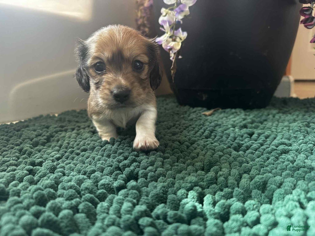 Dachshund dogs for sale: Mickey - Ad 19