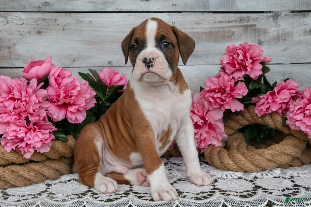 Boxer dogs for sale: Owen - Ad 1