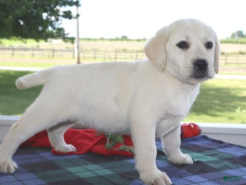 Labrador Retriever dogs Missy - Champ lines - Ad 1