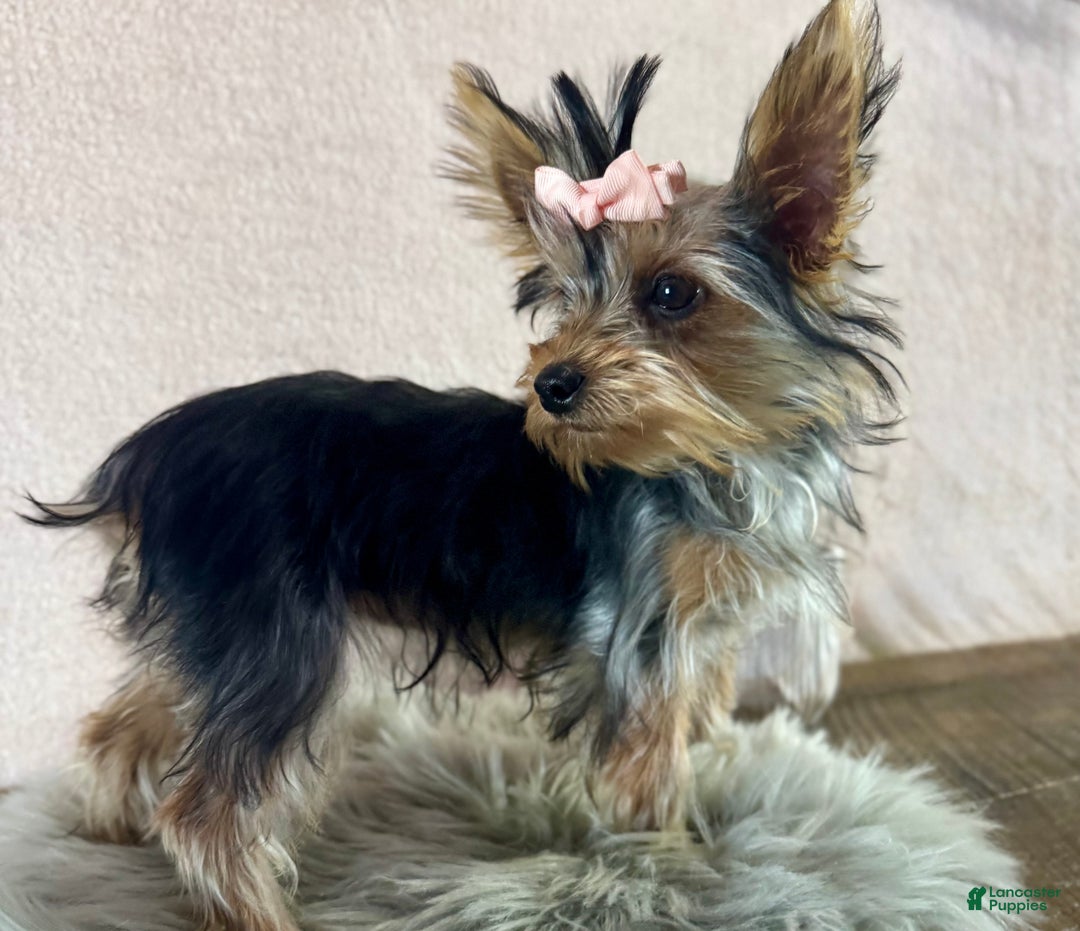 Yorkshire Terrier dogs for sale: Shania - Ad 11
