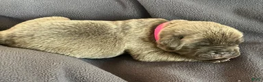 Hot pink collar