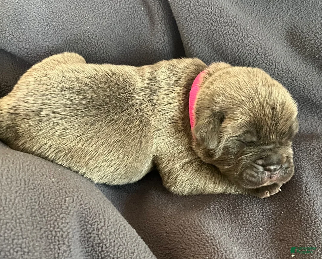 Cane Corso dogs for sale: Hot pink collar - Ad 1