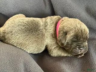 Cane Corso dogs for sale: Hot pink collar - Ad 4