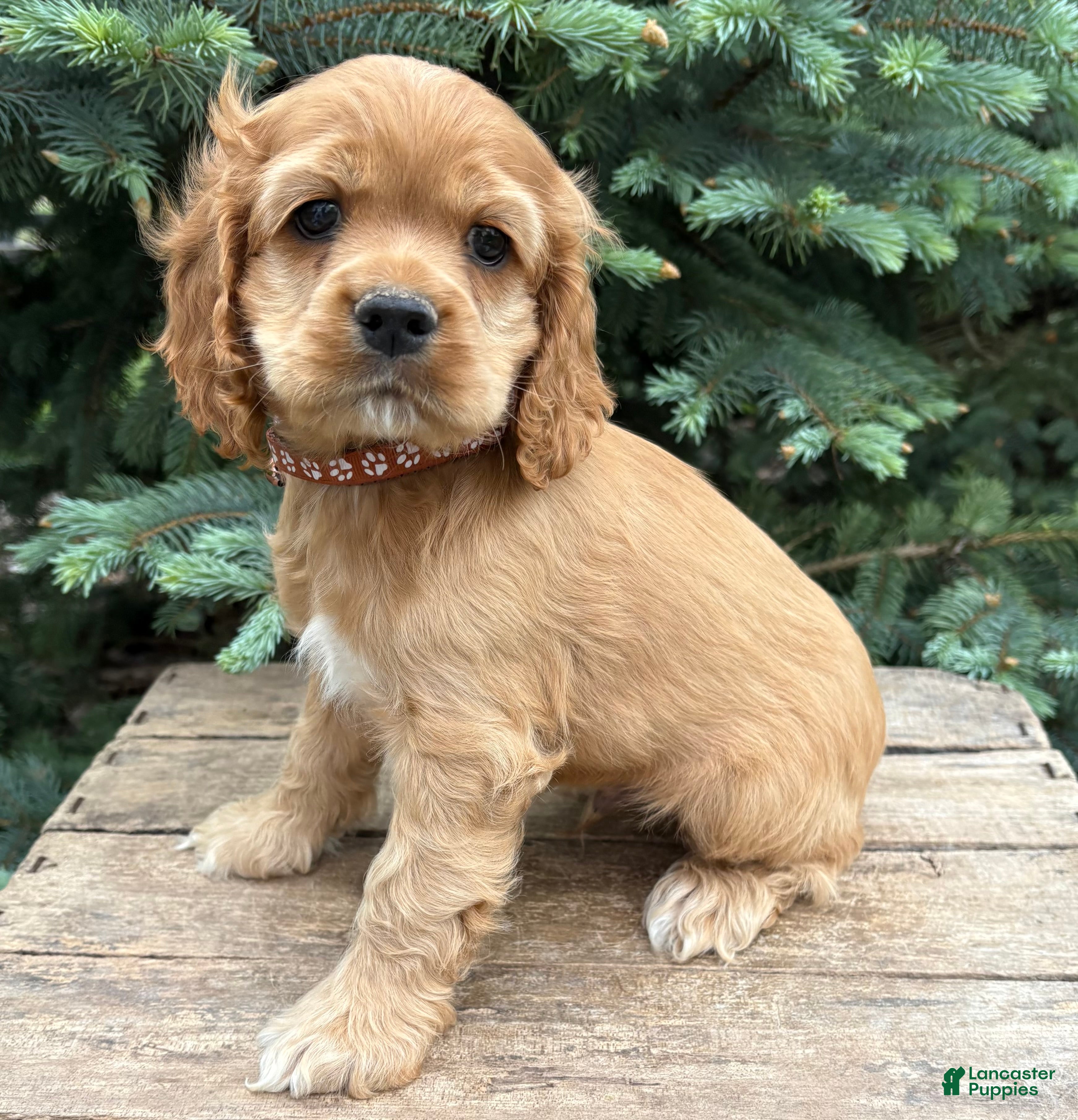 Cocker Spaniel dogs Jasper - Ad 2