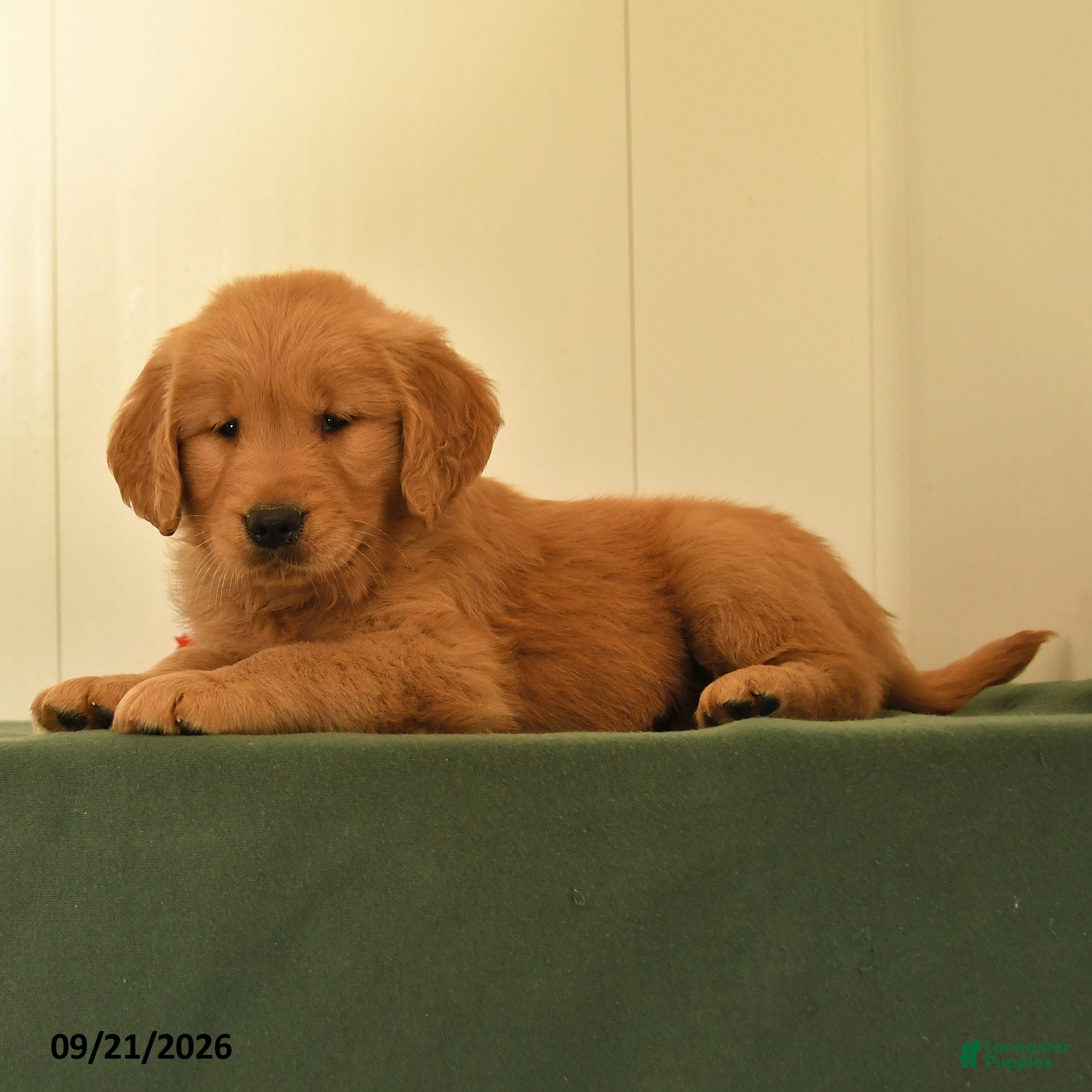 Golden Retriever dogs Dawn - Ad 2