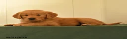 Golden Retriever dogs for sale: Dawn - Ad 2