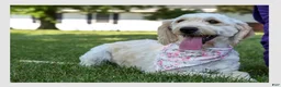 Mini Goldendoodle dogs for sale: Vinnie - Ad 7