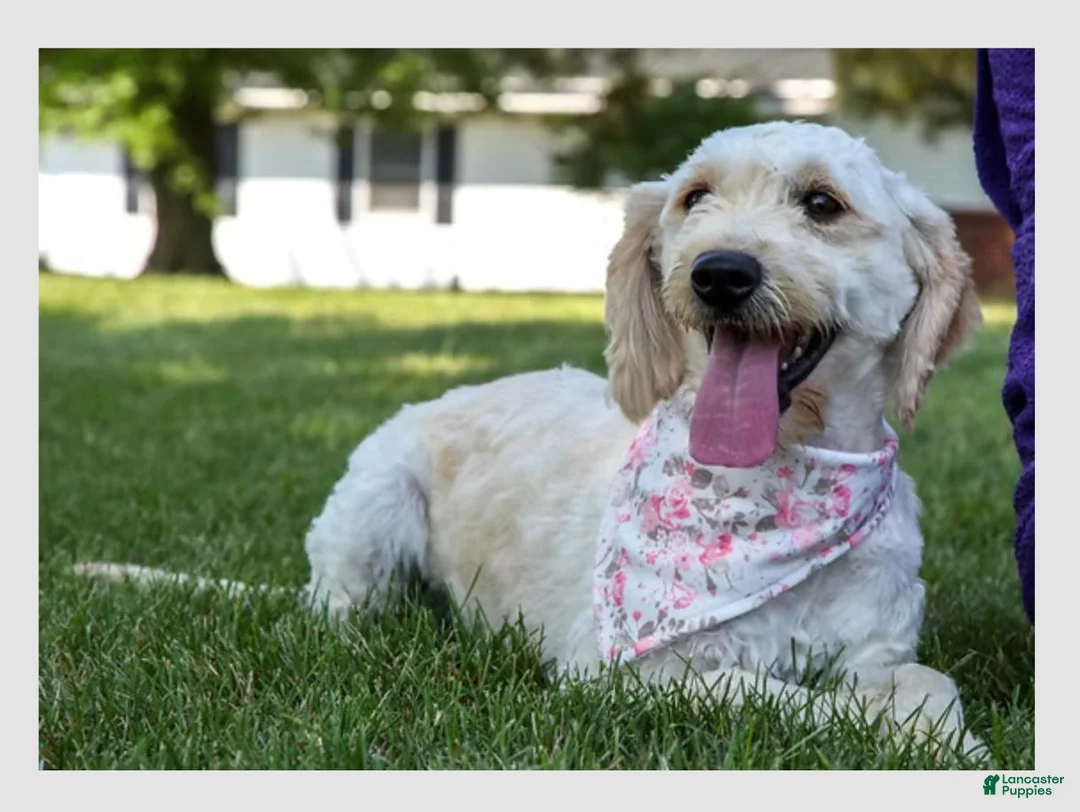 Mini Goldendoodle dogs for sale: Vinnie - Ad 7