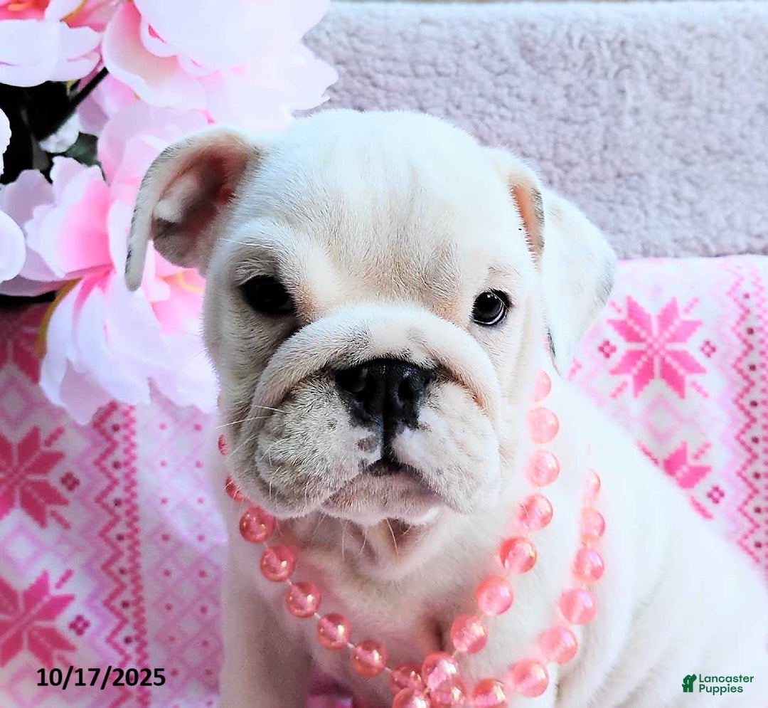 English Bulldog dogs for sale: Rayna - Ad 20