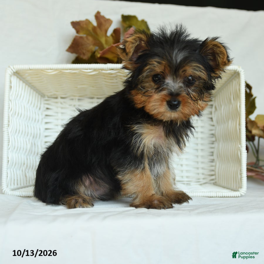 Yorkshire Terrier dogs for sale: Sebastian - Ad 1