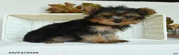 Yorkshire Terrier dogs for sale: Sebastian - Ad 1