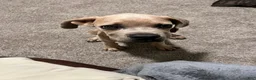 Cane Corso dogs for sale: Cane Corso 1 - Ad 6