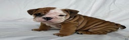 English Bulldog dogs for sale: Rocket - Ad 3