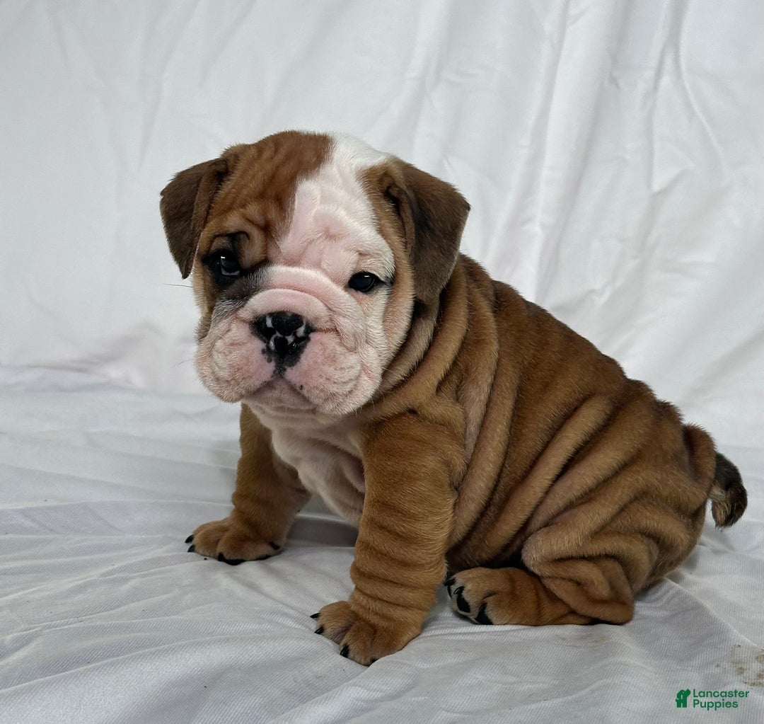 English Bulldog dogs for sale: Rocket - Ad 3