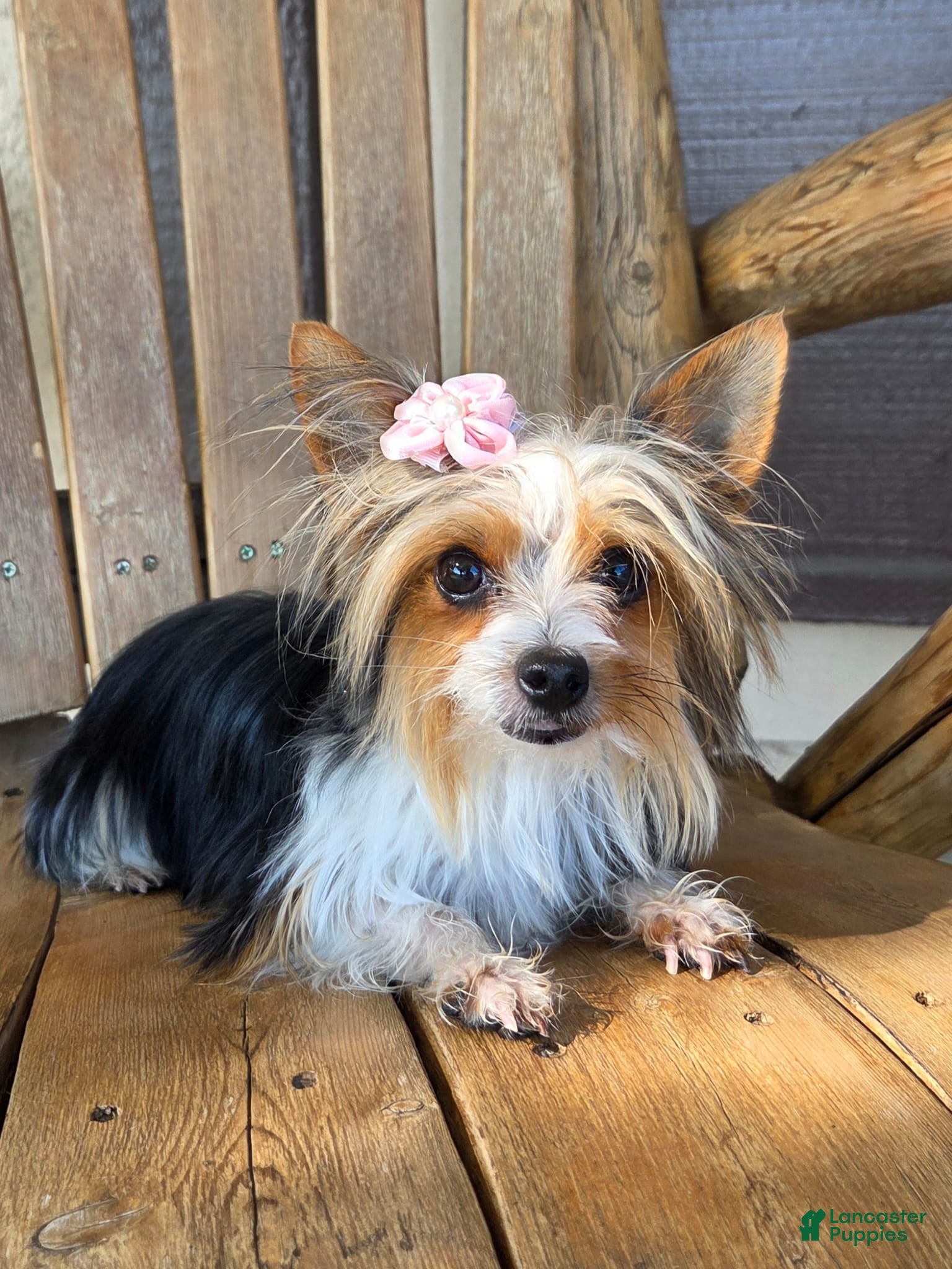 Yorkshire Terrier dogs Young Adult Yorkie  - Ad 1