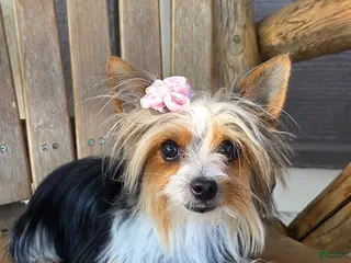 Yorkshire Terrier dogs for sale: Young Adult Yorkie - Ad 2