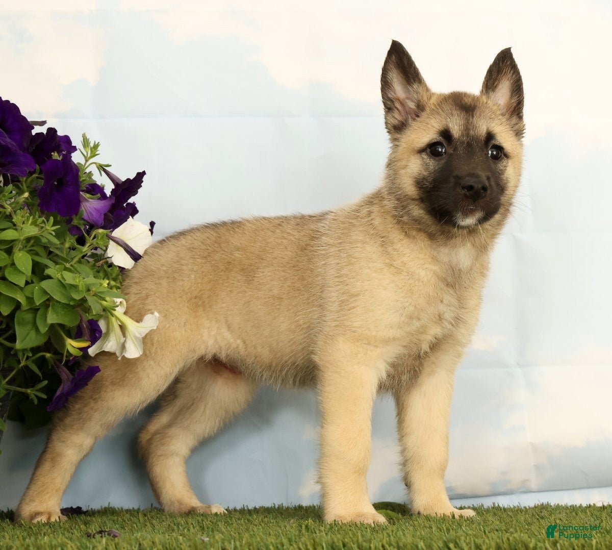 Mixed Breed dogs Kiki - Ad 2