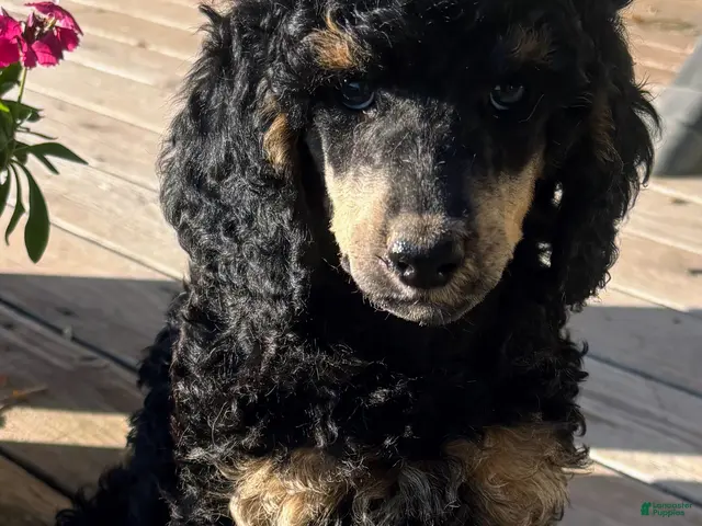 Standard Poodle dogs Standard Poodle 12 Small Black Phantom - Ad 1
