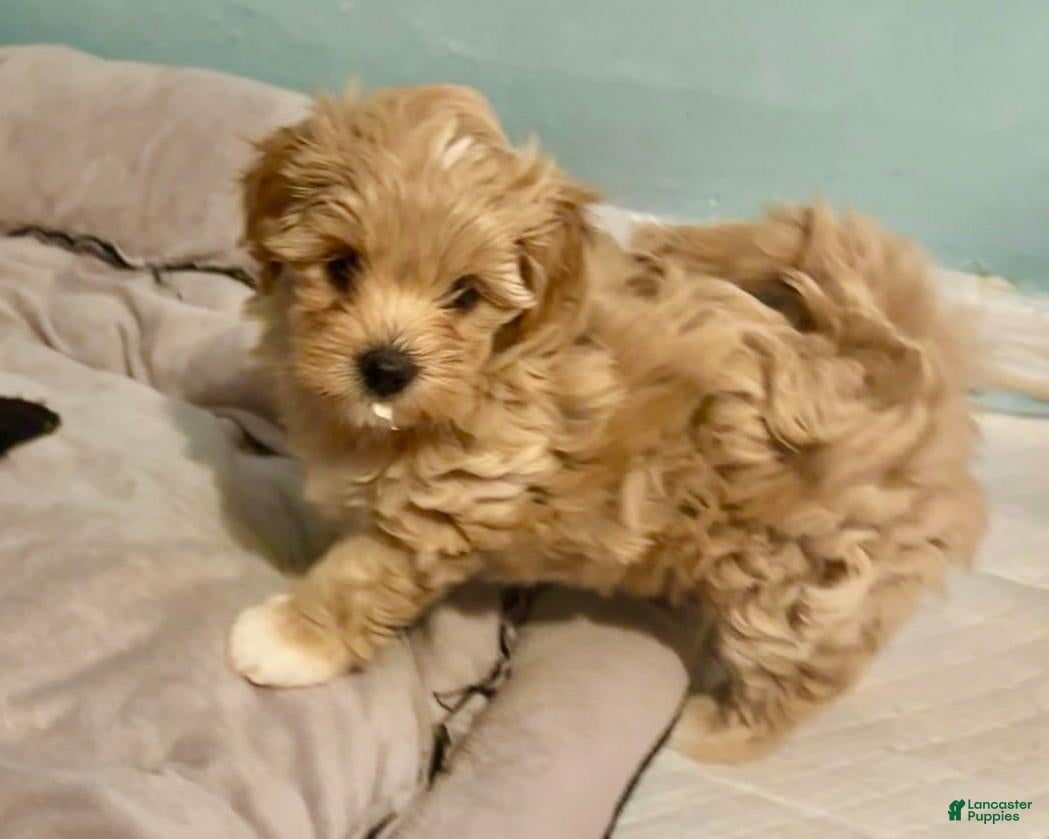 Maltipoo dogs Sammy - Ad 3
