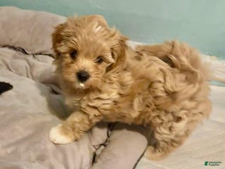 Maltipoo dogs Sammy - Ad 3