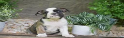 Olde English Bulldogge dogs for sale: Aurora - Ad 8