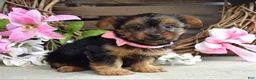 Yorkshire Terrier dogs for sale: Skye - Ad 6