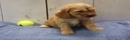 Cockapoo dogs for sale: Baxter - Ad 4