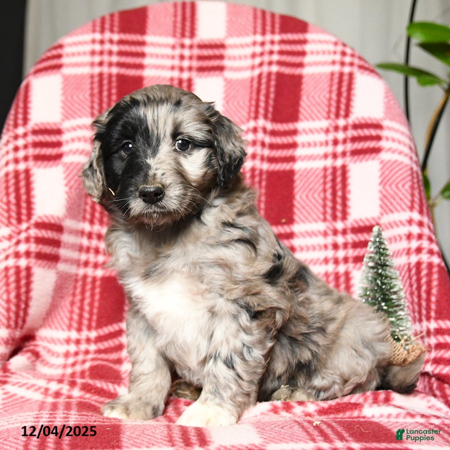 Mini Aussiedoodle dogs Taffy - Ad 6