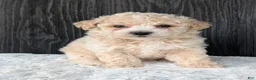 Bichpoo dogs for sale: Kody - Ad 8