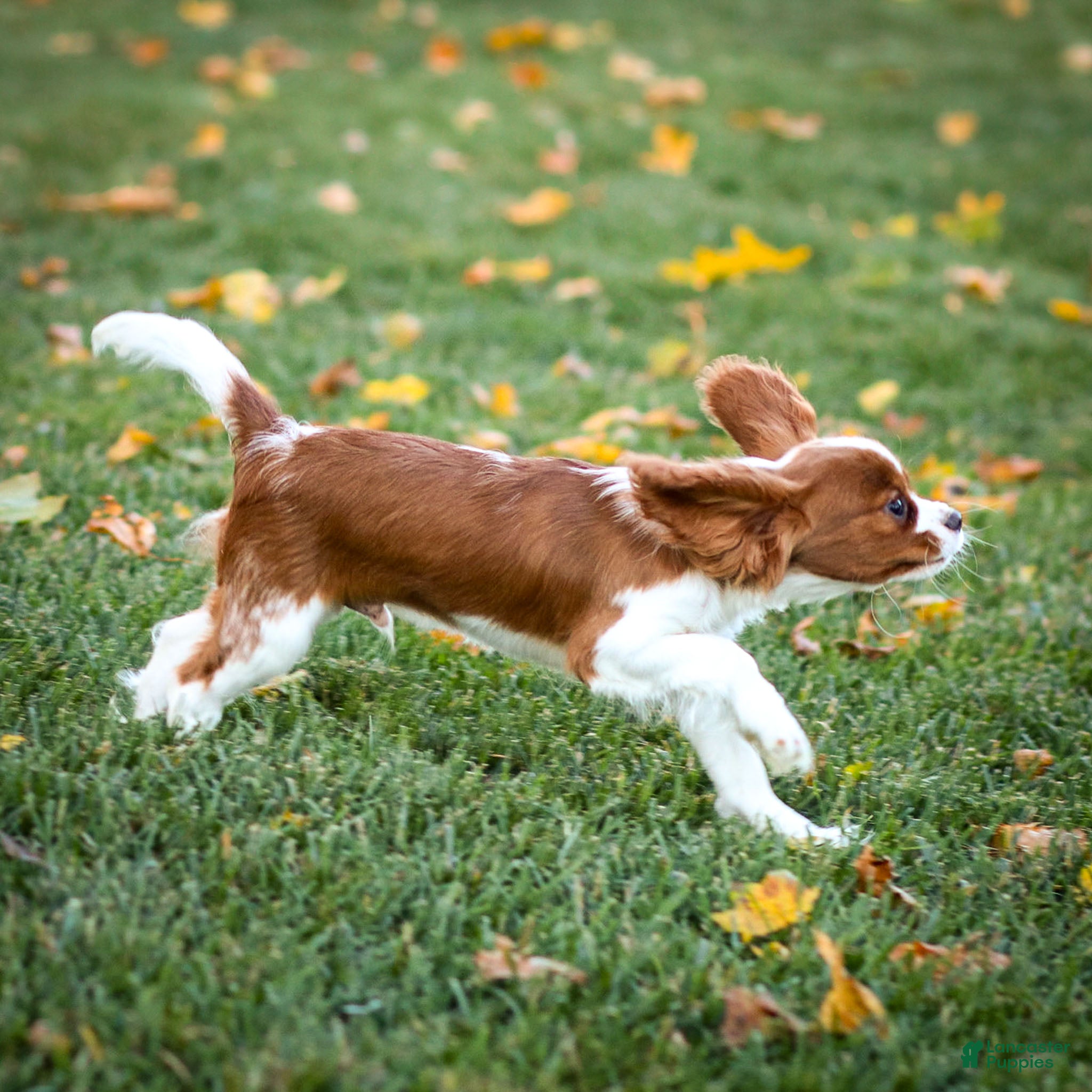 Cavalier King Charles Spaniel dogs Teddy - Ad 2
