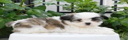 Teddy Bear dogs for sale: Peter  - Ad 3