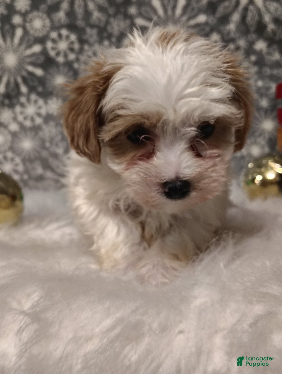 Maltipoo dogs for sale: Mila - Ad 3