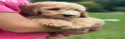Standard Poodle dogs for sale: Standard Poodle 6 - Ad 3