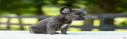 French Bulldog dogs for sale: Kate - Ad 5