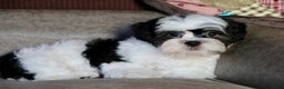 Shihpoo dogs for sale: Oliver - Ad 4