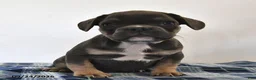 Mixed Breed dogs for sale: Levi - Ad 3