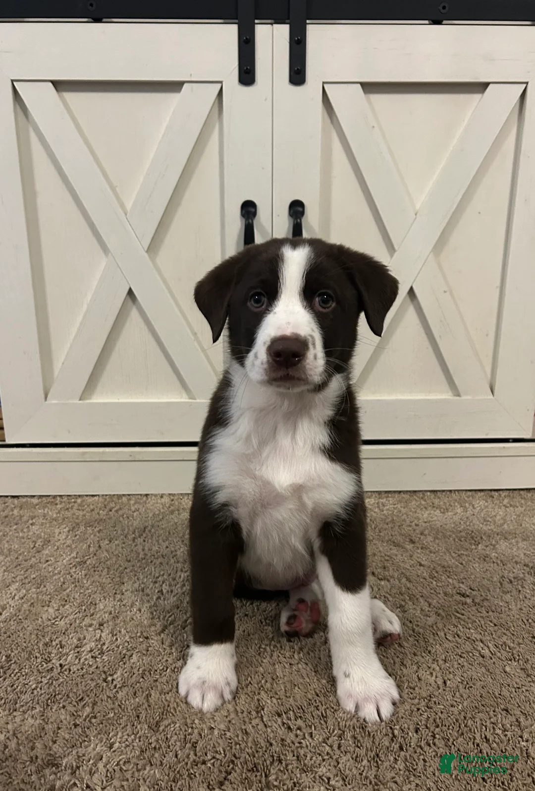 Mixed Breed dogs for sale: John - Ad 2