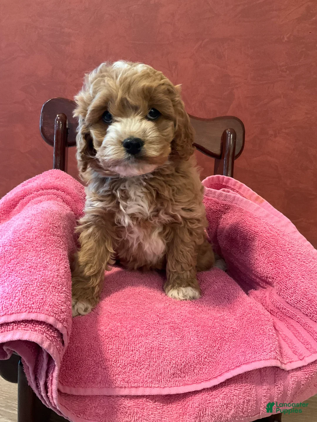 Gallery Image {{count}}