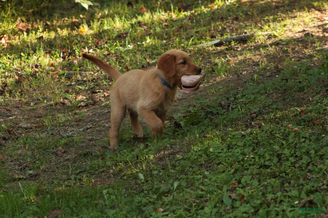 Golden Retriever dogs Amy Golden Retriever  - Ad 2