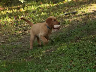Golden Retriever dogs Amy Golden Retriever - Ad 2
