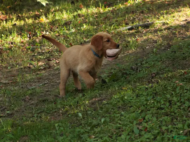 Golden Retriever dogs for sale: Amy Golden Retriever - Ad 2