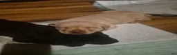 Labrador Retriever dogs for sale: Puppy 4 - Ad 3