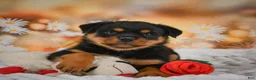 Rottweiler dogs for sale: Maggie - Ad 6