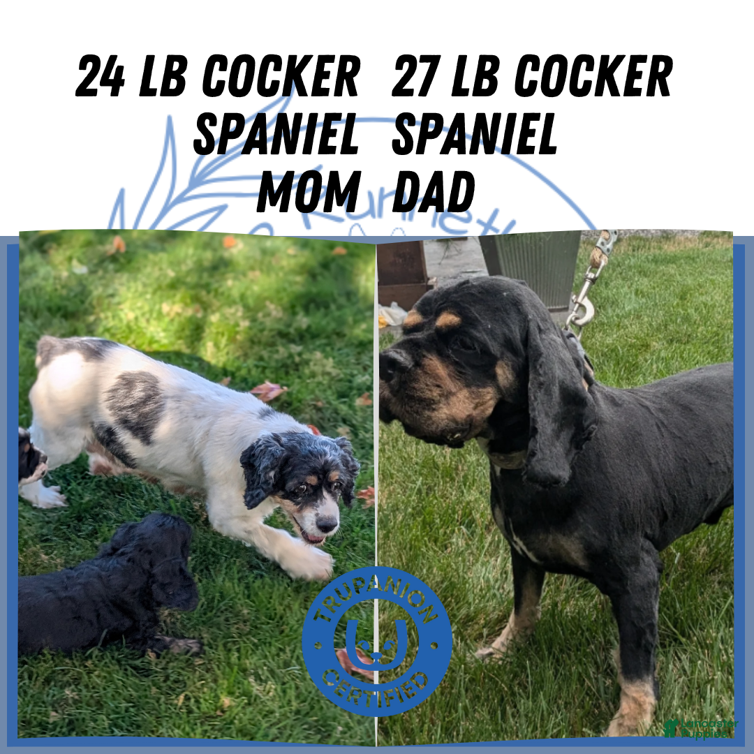 Cocker Spaniel dogs for sale: Rocco - Ad 9