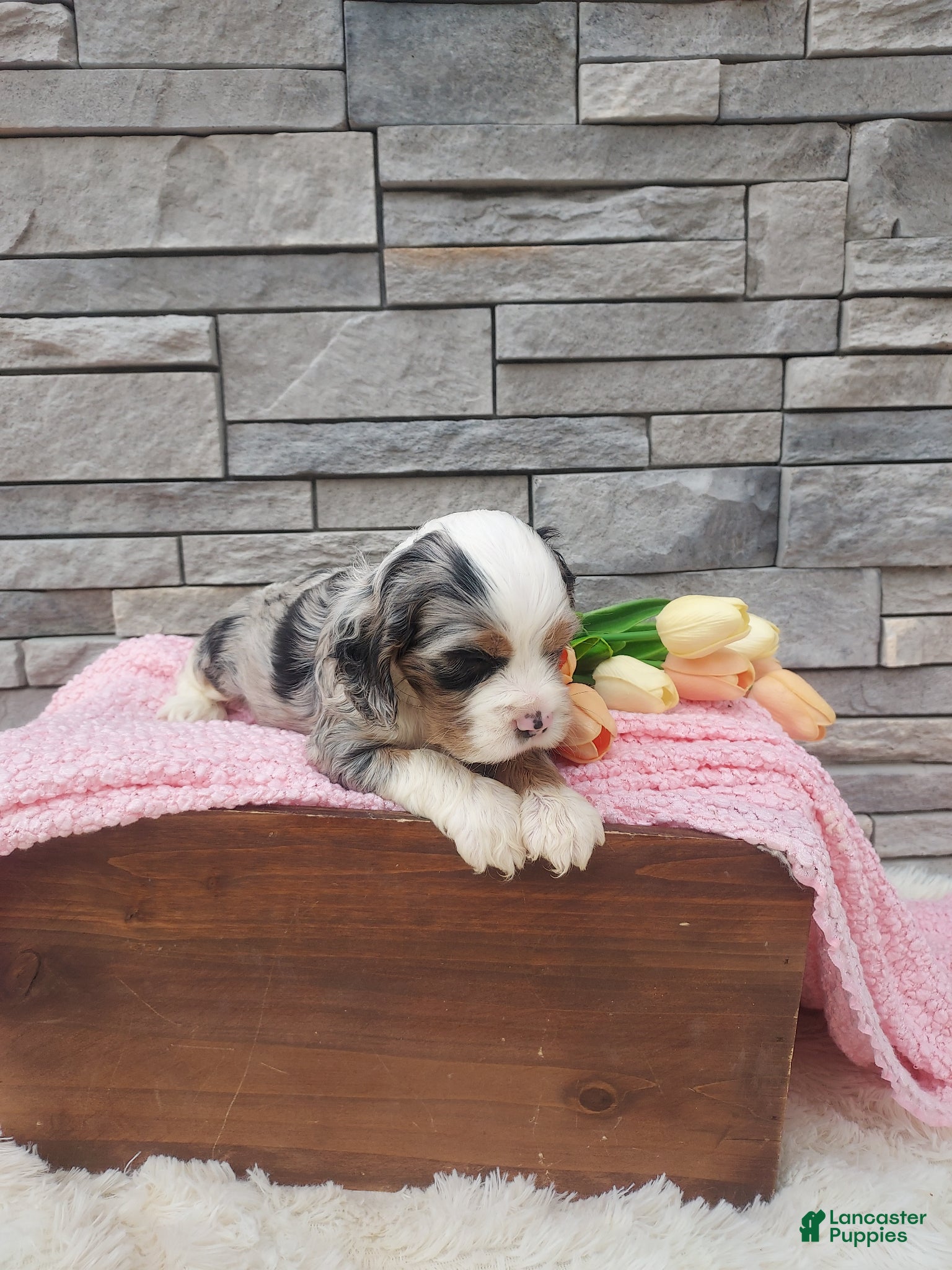 Cocker Spaniel dogs Millie - Ad 1