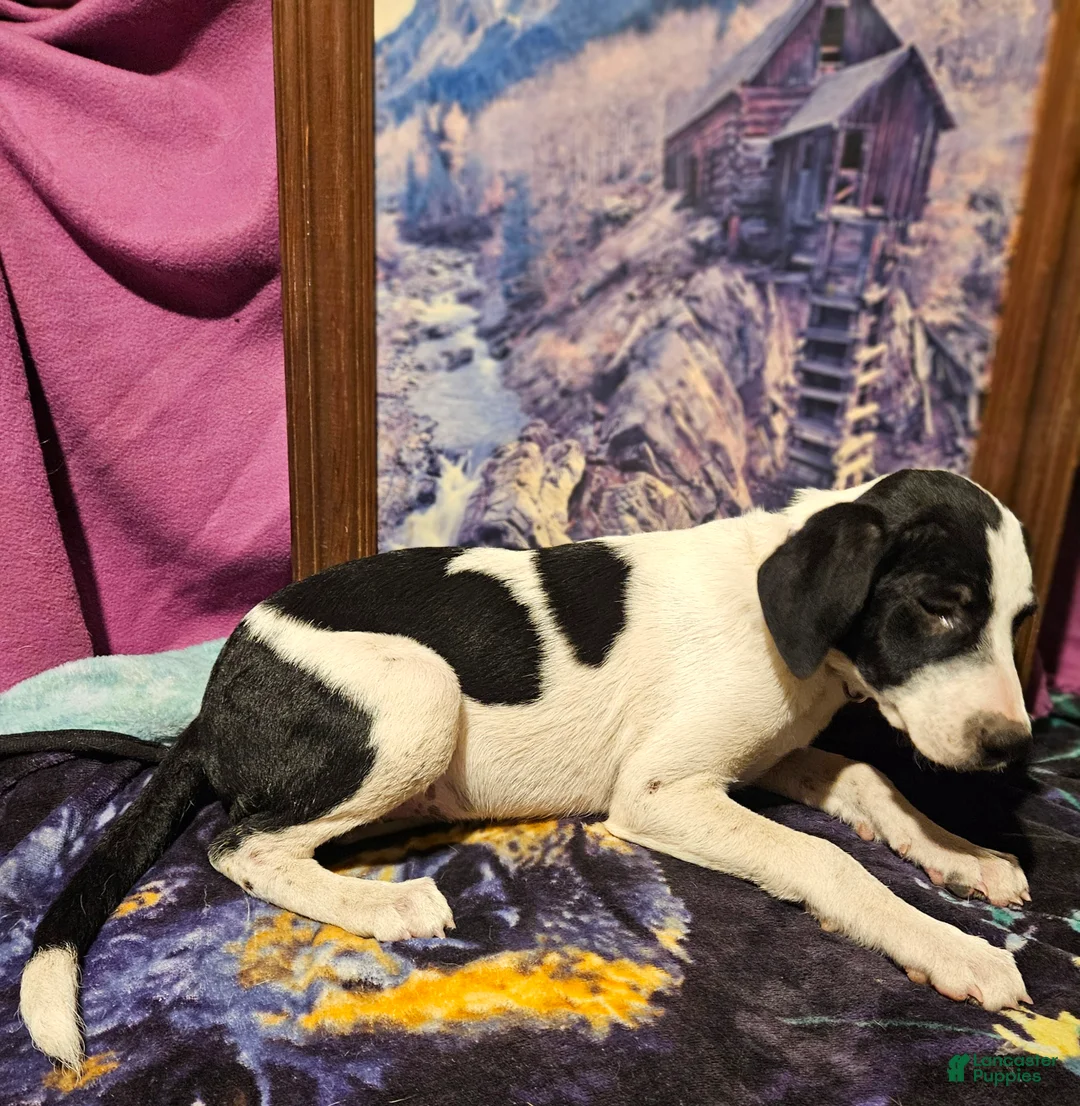 Border Collie dogs for sale: Dolly - Ad 16