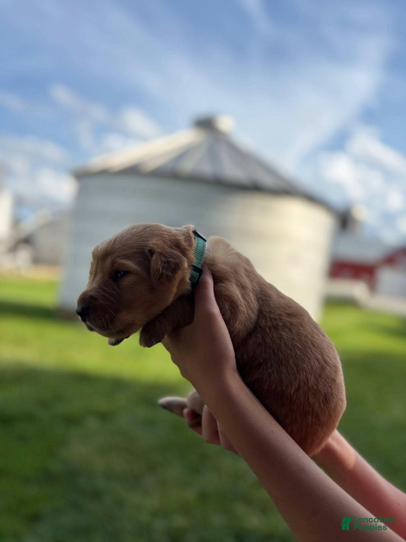 Golden Retriever Puppy 9