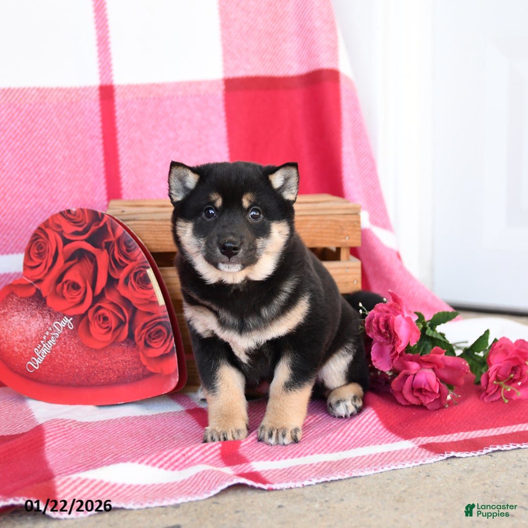 Shiba Inu dogs for sale: Benny - Ad 3
