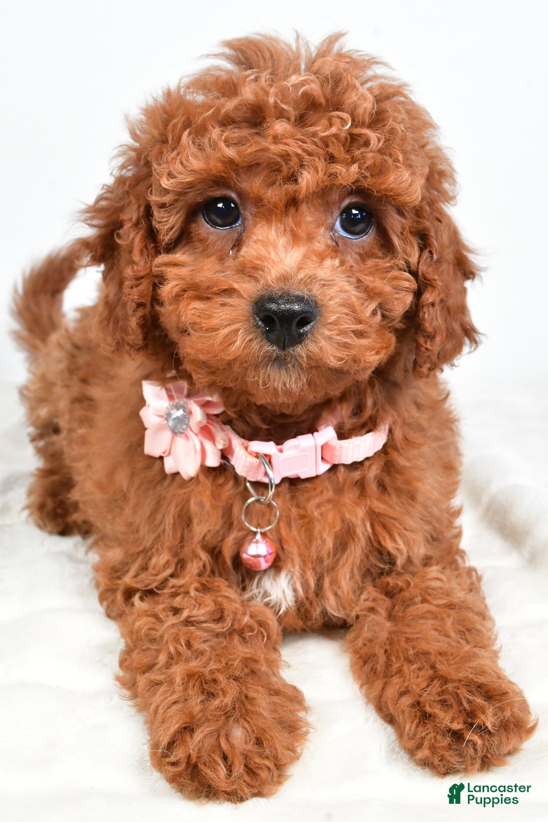 Cavapoo dogs for sale: Serena - Ad 6
